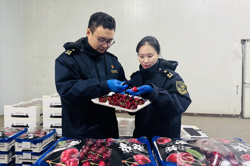 大连长兴岛海关关员对出口大连樱桃进行查验+徐一丹摄